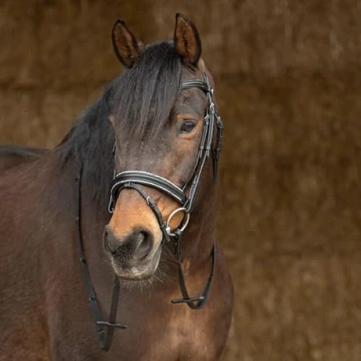 Image de Harry&#039;s Horse Bride Sparkle Cuir Noir Full