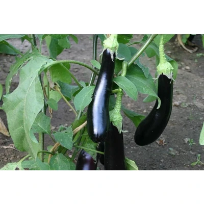 Afbeelding van Aubergine &#039;Violetta Lunga 3&#039; Solanum melongena Bio groentezaden