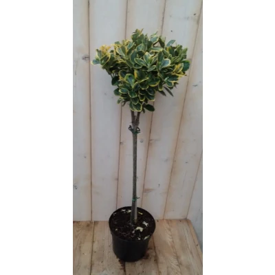 Afbeelding van Japanse kardinaalsmuts Euonymus &#039;Marieke&#039; geelbont