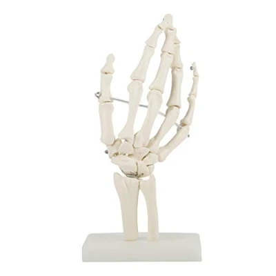 Afbeelding van Hand Skelet Model, Levensgrote Medische Anatomische Menselijke Gewrichten Studie Model