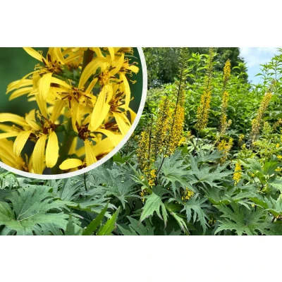 Afbeelding van Tongkruiskruid Ligularia przewalskii