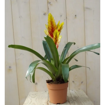 Afbeelding van Bromelia geel/rood 30 cm Warentuin Natuurlijk