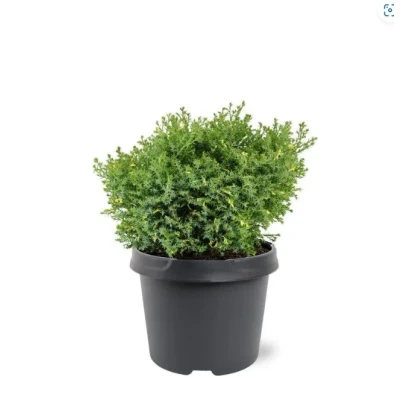 Afbeelding van Chamaecyparis obtusa Saffron Spray 25 30 cm Conifeer Warentuin Natuurlijk