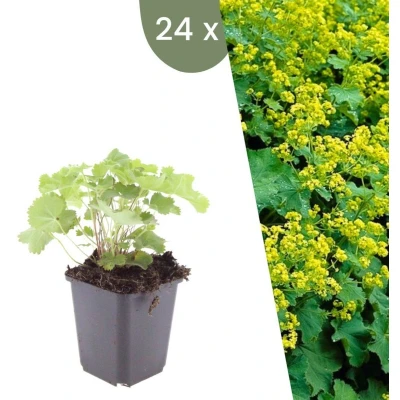 Afbeelding van Plants by Frank 24 Vrouwenmantel planten Alchemilla mollis Winterharde bodembedekker tuinplanten vaste meerjarig