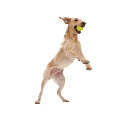 Afbeelding van West Paw Design Hondenspeelgoed Zogoflex Jive Lime
