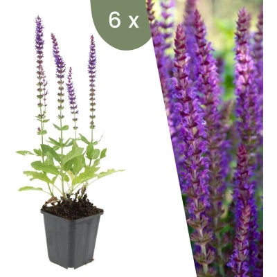 Afbeelding van Plants by Frank 6 Salie planten Salvia nemorosa &#039;Ostfriesland&#039; Winterharde bodembedekker tuinplanten vaste meerjarig