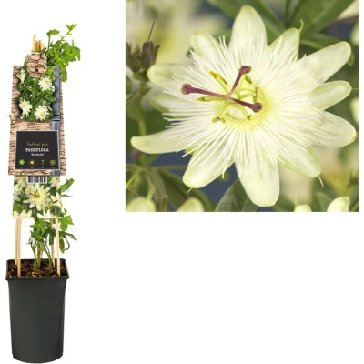 Afbeelding van Klimplant Passiflora Avalanche (passiebloem)