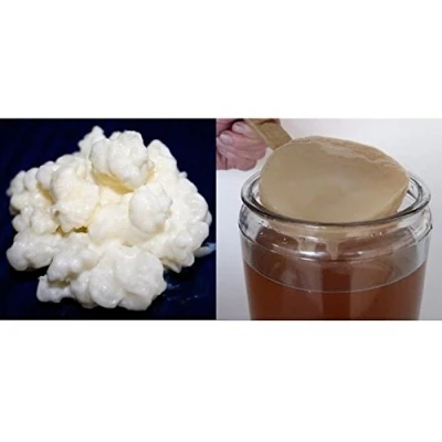 Afbeelding van Set van 40 g kefir melkkorrels + SCOBY Kombucha schijf handleiding recepten hulp en advies in het Frans KEFIRALIA®