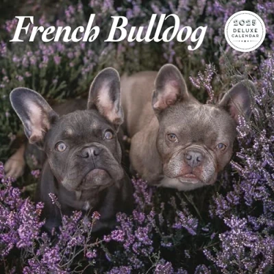 Afbeelding van Franse Bulldog Kalender 2025 Deluxe