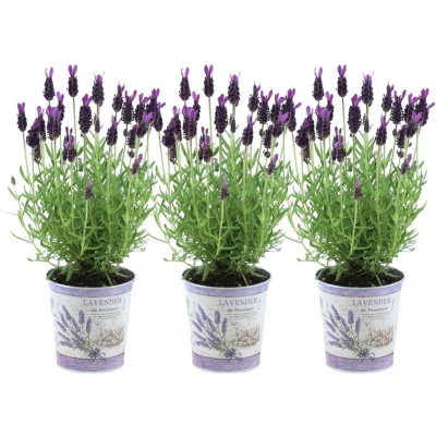 Afbeelding van Plants by Frank Set van 3 Franse lavendelplanten in sierpot &#039;Deluxe&#039; x Lavandula stoechas Anouk® 13 cm pot Lavendelplant Vers de kwekerij Geleverd