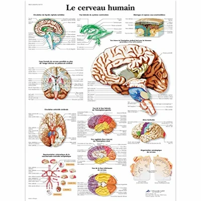Afbeelding van 3B Scientific Anatomisch Model Menselijk Brein