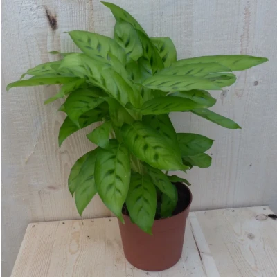 Afbeelding van Calathea Leopardina Pauwenplant lichtgroen smal blad 30 cm Warentuin Natuurlijk