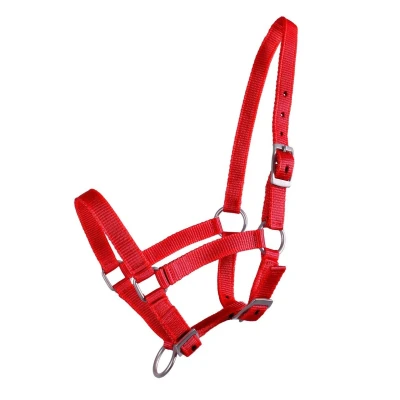 Image de QHP Halter Foal