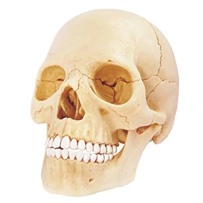 Afbeelding van MGM Explora Human Skull Anatomy Experience
