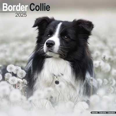 Afbeelding van Border Collie Kalender 2025