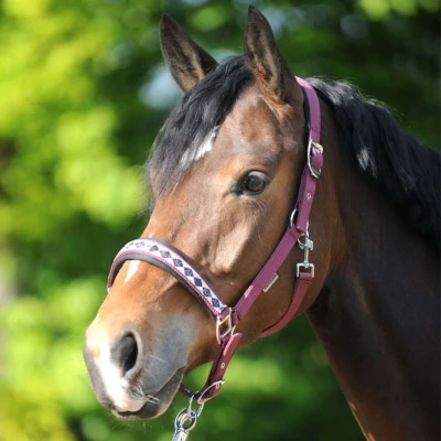 Afbeelding van Kavalkade Perlon Halster Classic Bordeaux Pony