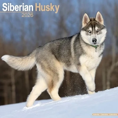 Afbeelding van Siberian Husky Kalender 2026