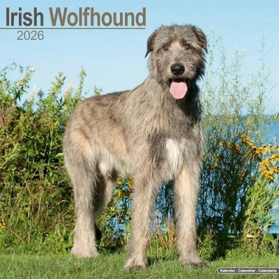Afbeelding van Irish Wolfhound Calendar 2026 Square Dog Breed Wall 16 Month