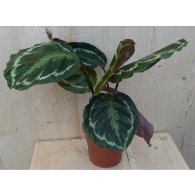 Afbeelding van Calathea Medaillon Pauwenplant donkergroen groot blad 30 cm Warentuin Natuurlijk