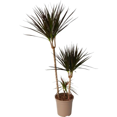Afbeelding van Dracaena Marginata Magenta Drakenbloedboom Pot de 24cm Hauteur 110 130cm P24