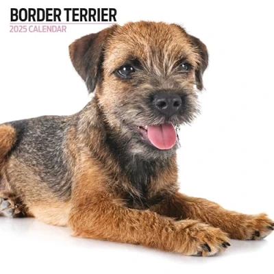 Afbeelding van Border Terrier Kalender 2025 Modern