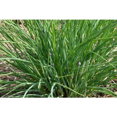 Afbeelding van Fijne bieslook &#039;Allium schoenoprasum&#039; Bio tuinkruidenzaden