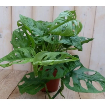 Afbeelding van Kamerplant Monstera Mini Gaten Warentuin Natuurlijk