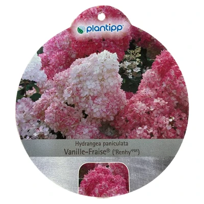Afbeelding van Hortensia Paniculata Vanille Fraise