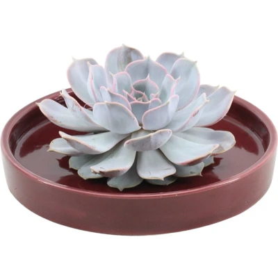 Afbeelding van Echte Succulent Lila in rode keramiek schaal Ø12 14 cm ↕5 1x Echeveria Lilacina vetplant