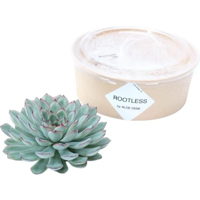 Afbeelding van Echte Succulent Groen Ø12 14 cm ↕5 1x Echeveria Pulidonis kamerplant vetplant