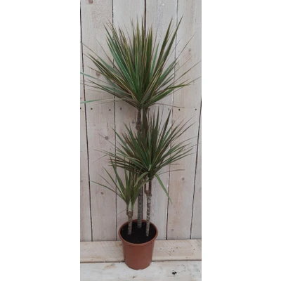 Afbeelding van Kamerplant Dracaena Marginata Warentuin Natuurlijk