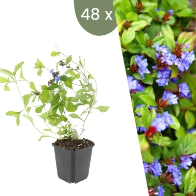 Afbeelding van Plants by Frank 48 loodkruid planten Ceratostigma plumbaginoides Winterharde bodembedekker tuinplanten vaste meerjarig