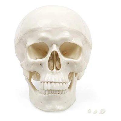 Afbeelding van Elementary Anatomy De schedel voor een klein budget levensgrote menselijke model 3 delen Halloween Fun