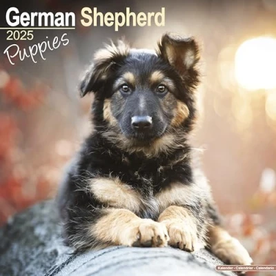Afbeelding van Duitse Herder Puppies Kalender 2025