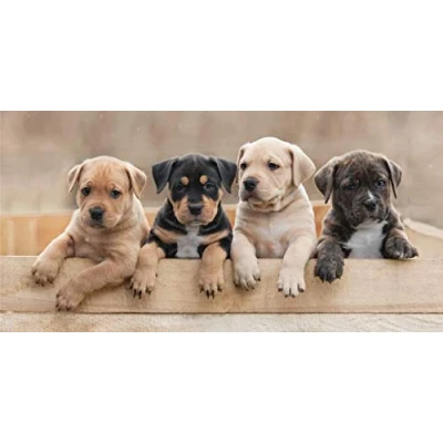 Afbeelding van Animal Pictures Strandlaken Puppies 70 x 140 cm Multi