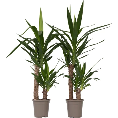 Afbeelding van Yucca Elephantipes Palmlelie Set van 2 Kamerpalm ⌀17cm Hoogte 70 80cm P17 x2