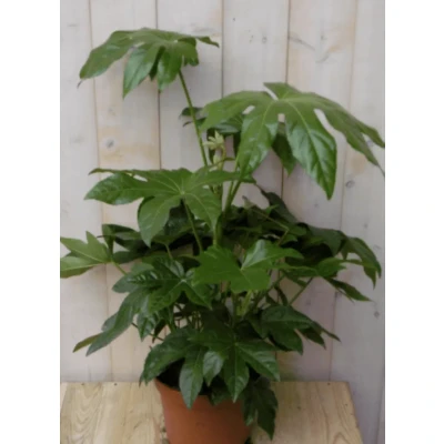 Afbeelding van Kamerplant Vingerplant 60 cm Warentuin natuurlijk