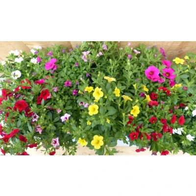 Afbeelding van Million bells petunia 10 potjes per tray kleur mix Warentuin natuurlijk