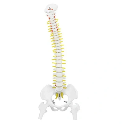 Afbeelding van wervelkolommodel, wervelkolommodel met houder, afneembaar, flexibel menselijk 45 cm, voor het onderwijzen van skeletanatomie