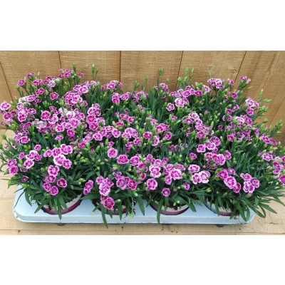 Afbeelding van Dianthus Anjer Pink Kisses 8 potjes per tray Warentuin natuurlijk