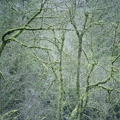 Afbeelding van Six Organs Of Admittance Dust &amp; Chimes