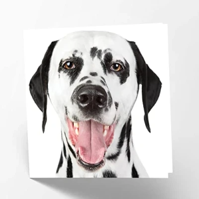 Afbeelding van Maturi Blanco wenskaart met afbeelding van Dalmatiër