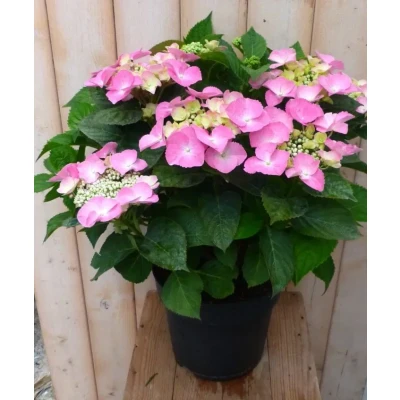 Afbeelding van Hortensia Hydrangea roze randjesbloem 40 cm Warentuin natuurlijk