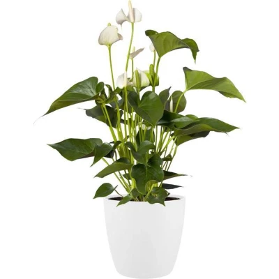 Afbeelding van Bloempot Brussels wielen 40 cm wit elho