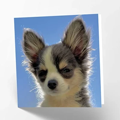 Afbeelding van Maturi Blanco wenskaart met Chihuahua afbeelding