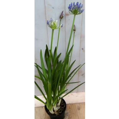 Afbeelding van Agapanthus 70 cm Blauw Warentuin natuurlijk