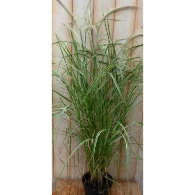 Afbeelding van Groenwit gras GROOT 100 cm Warentuin natuurlijk