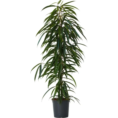 Afbeelding van Ficus Binnendijckii Alii Kamerplant Pot 21cm Hoogte 100 110cm P21