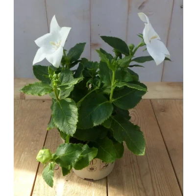 Afbeelding van 3 stuks! Ballonklokje Platycodon wit Warentuin natuurlijk