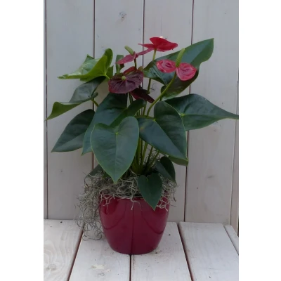 Afbeelding van Flamingoplant Anthurium rood in rode pot 40 cm Warentuin Natuurlijk